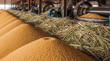 Inside a Massive Sugar Mill: Turning 17 Million Tons of Cane into Brown Sugar