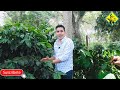 Productores de Café en México | Métodos de cultivo y cuidados de la planta de café