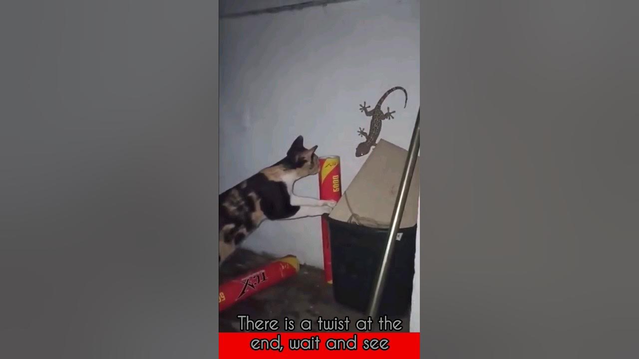 lizard that scared the cat!! 🤣🤣 Unexpected funny moment funny funnymoment failarmy funnycat