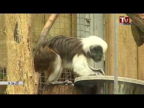 Zoo de Beauval: «Les voleurs savaient exactement quels singes prendre»