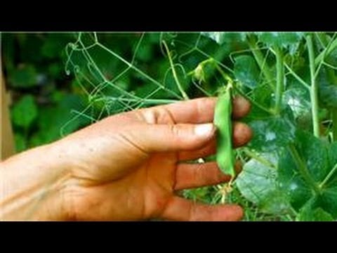 Vegetable Garden Ideas For Kids vegetable gardening : vegetable garden ideas for kids - youtube Vegetable Garden Ideas For Kids vegetable gardening : vegetable garden ideas for kids - youtube