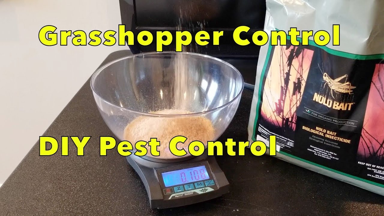 how to prevent and kill Grasshoppers. DIY review and how to apply Nolo Bait.  Organic gardening tip 