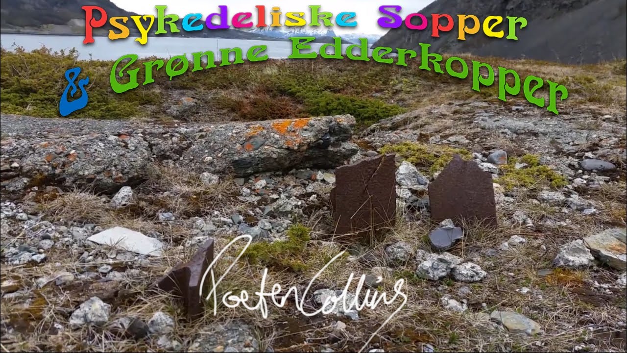 Poeten Collins - Der Führer (mellomspill)