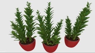 Indoorplant (Blendswap Download)