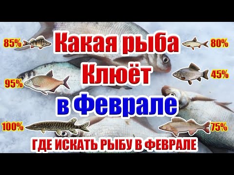 Тонкости Февральской Рыбалки Где искать рыбу в Феврале Какая рыба клюет в феврале