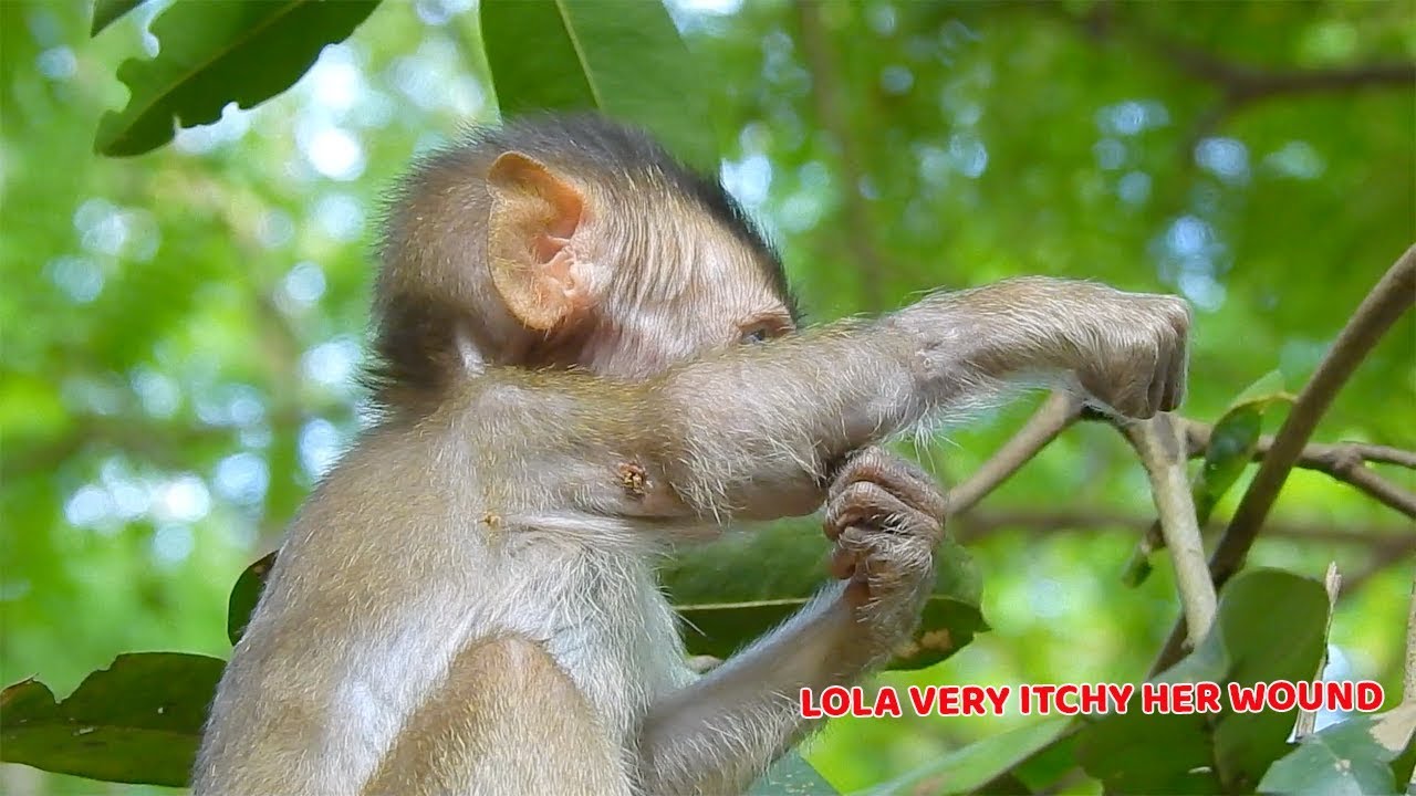 baby monkey crying for milk How to help and remove pus on baby Lola hand - Her broken right hand area fully of pus