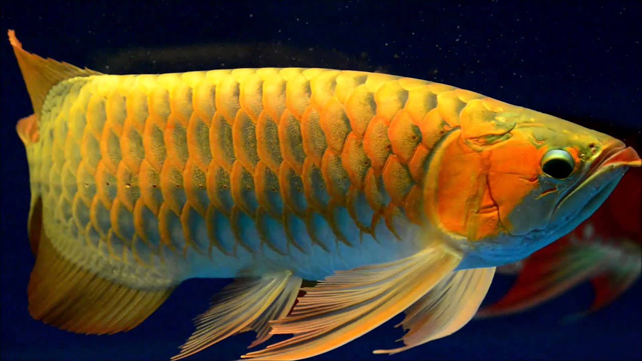 CBS Arowana Pro shop Jakarta INDONESIA Drago RED YouTube