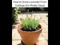 Grow Lavender for FREE 🌿 | Easy Lavender Propagation from Cuttings