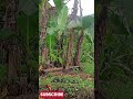 abah lebih betah di saung