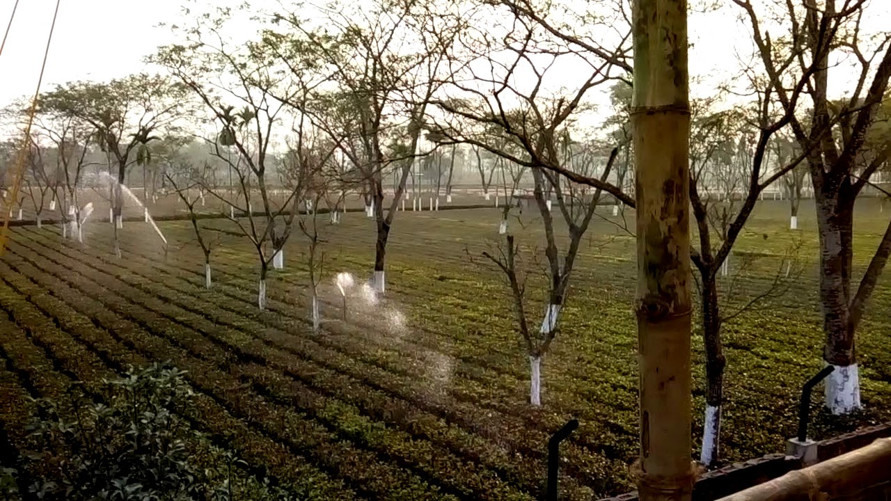 Water supply in tea garden YouTube