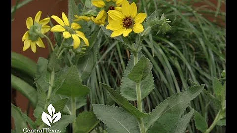 Native perennials for wildlife  |Barbara Wright Ce...