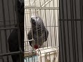 2歳(8年前)のケイ 「出してくださ〜い」がういういしいです