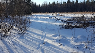 Kasutaja Mees Metsast otseülekanne