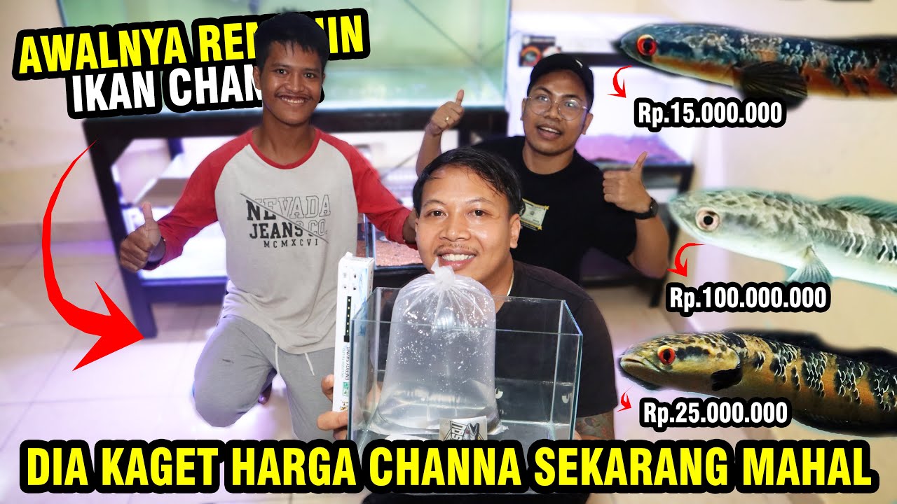 CULIK! PETERNAK LELE UNTUK PELIHARA CHANNA! DIA KAGET HARGA CHANNA SEKARANG INI