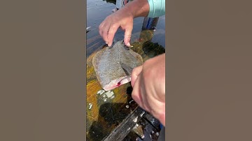 How to clean a flounder #shorts