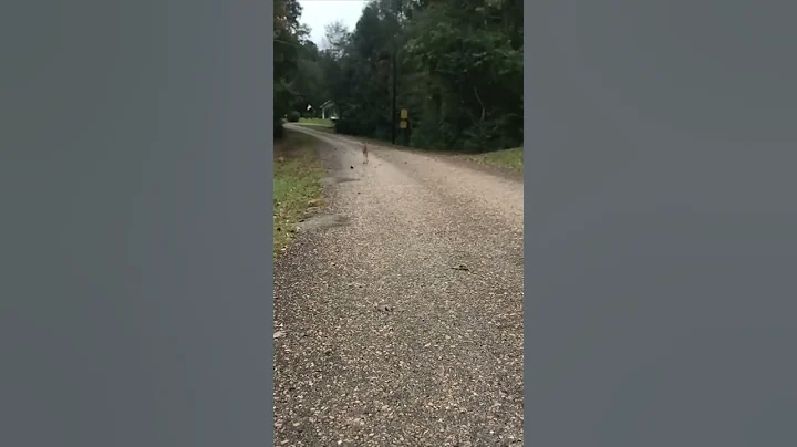 Fawn Runs Toward Lady as She Asks Wheres Your Momma