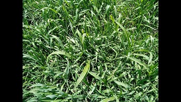 Ration Based Feeding : A balanced ration for improved dairy productivity