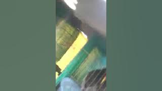 tiếng cúm núm. 2con song đấu