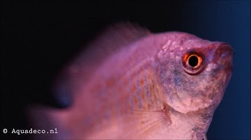 Dwerggoerami (Colisa lalia)