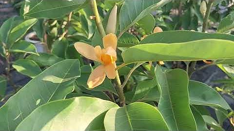 Bán buôn bán lẻ cây hoa ngọc lan vàng đang hoa đẹp 0977973535