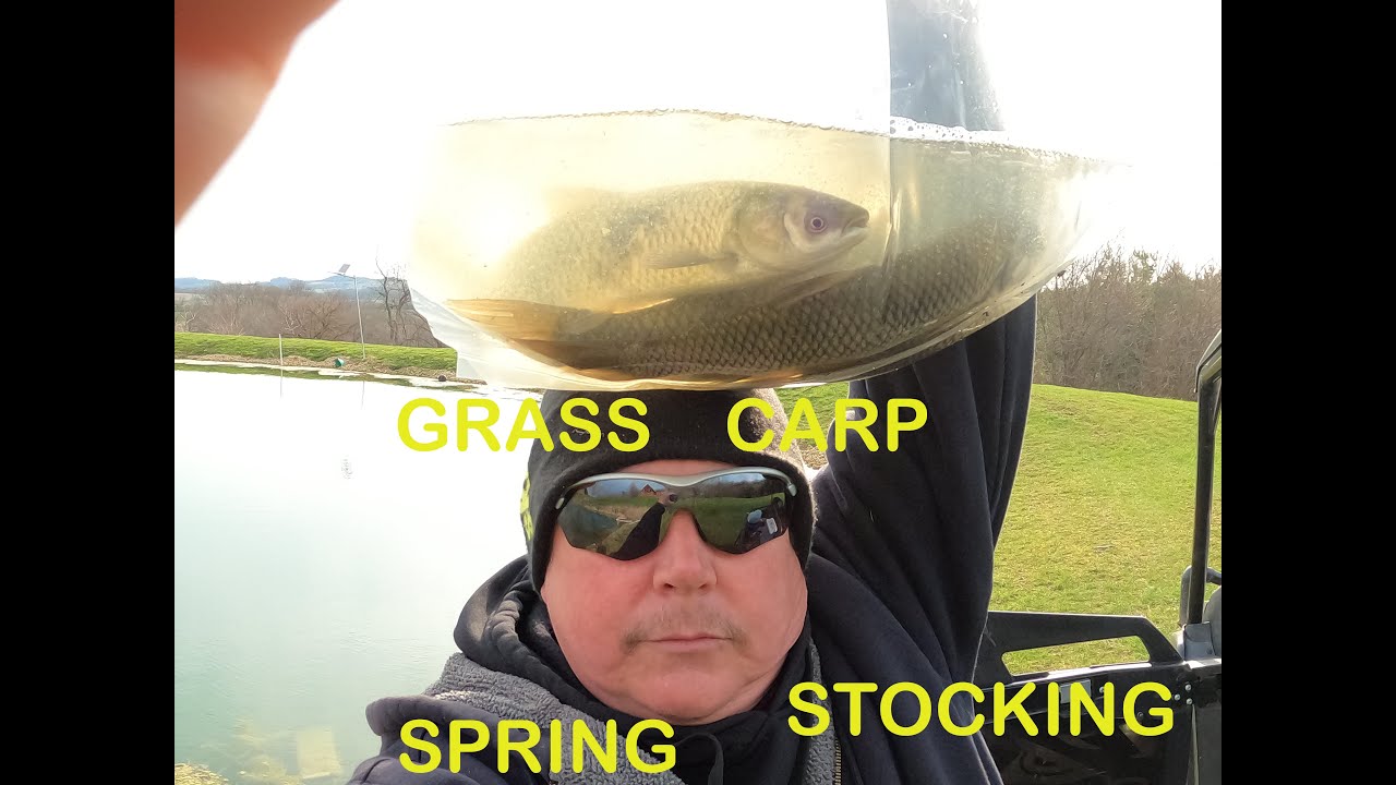 Spring Pond Stocking, Grass Carp And fathead Minnows.