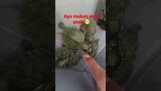 Kasih Makan Baby Kura Brazil #Shorts