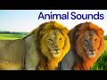 Wild Animal Names and Sounds 🦁 | Animal Sounds For Kids &amp; Children | Lion, Tiger, Zebra, Elephant
