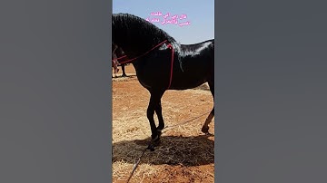 تلاوة خاشعة #الشيخ_محمود_القزاز #تلاوة_خاشعة #القرآن_الكريم #جمعة_مباركة #اكسبلور #foryou