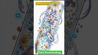 Plant Biotechnology|Practical Msc botany|#botany #educationalvideos #science #fyp #botanylovers