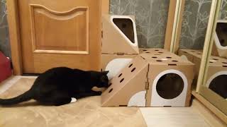 Озвучка телевизора подходит коту )) Озвучка телевизора подходит коту ))