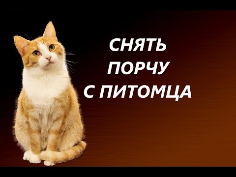 🎀Избавление от порчи животных. Отсечение ножом🎀