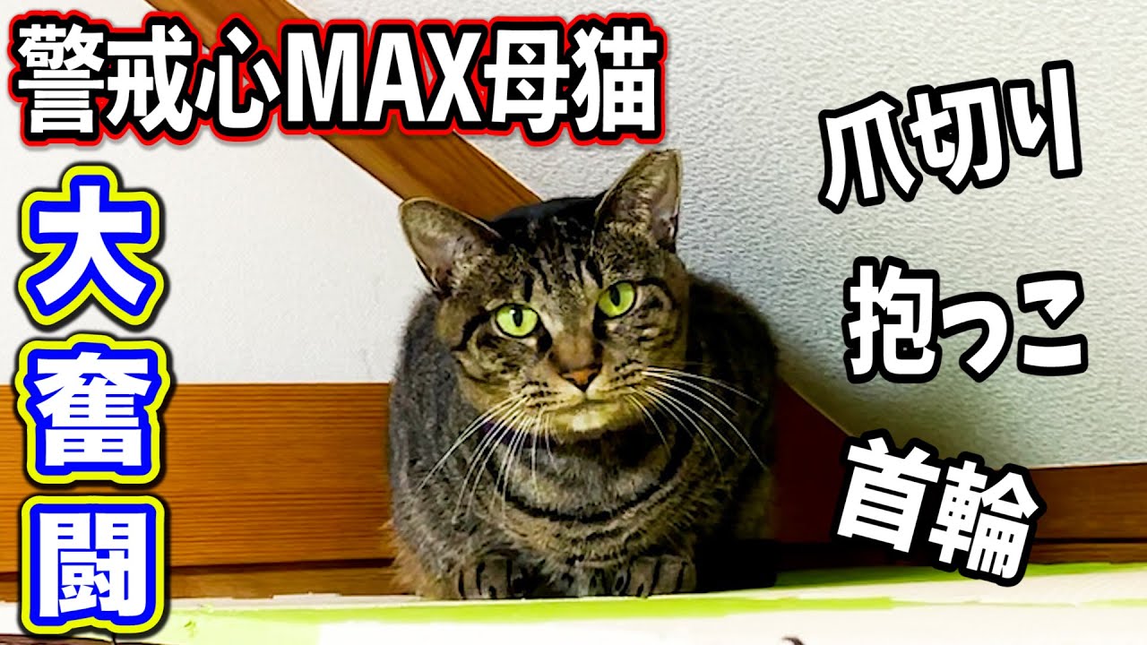 警戒心max母猫の爪切り 首輪 抱っこで大奮闘 Youtube