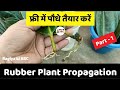 रबर प्लांट प्रोपागेट के गर्मियो में है अच्छे परिणाम | ficus elastica | rubber plant #propagation
