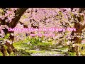 Cherry blossoms at maizuru park  fukuoka kyushu maizuru koen fukuoka castle ruins  japan vlog