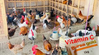 Day 200♥ | Poultry farming at home | step by step guide | heat stroke | garmi sa bachao