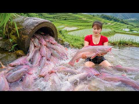 Harvesting Big Catfish in Rice Fields for Market Sale: Grill Fish by the Stream | Nhat Bushcraft