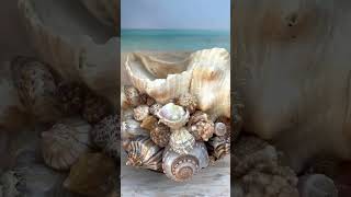 #1 Hand made shell display - Horse Conch