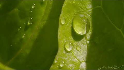 سورة المعارج للقارئ محمد سامي قابل لاعادة النشر