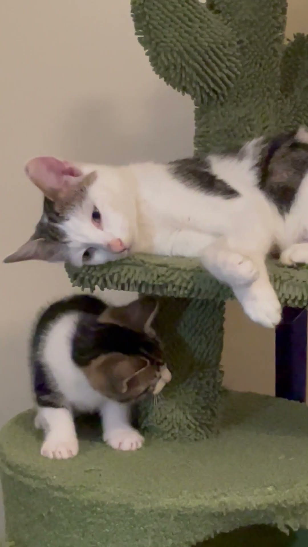 Cat Exhausted By Playful Kittens || ViralHog