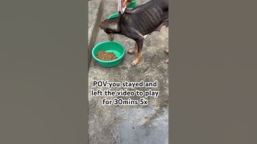 ALL DONATIONS PAYPAL LINK IN BIO #shortsvideo #shortsviral #puppy #dogfood #doglife #dogs #donate