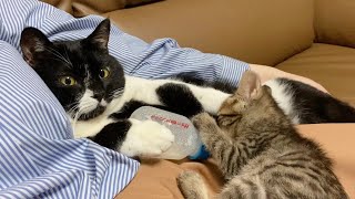 先輩猫と一緒に子猫にミルクをあげてみた【保護猫】
