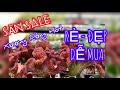 SALE MẠNH toàn xương rồng đẹp ,nhanh tay kẻo hết #cayxuongrong #xuongrongbmt