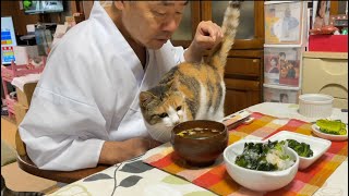 住職の朝ごはんチェックをする猫のミー子。