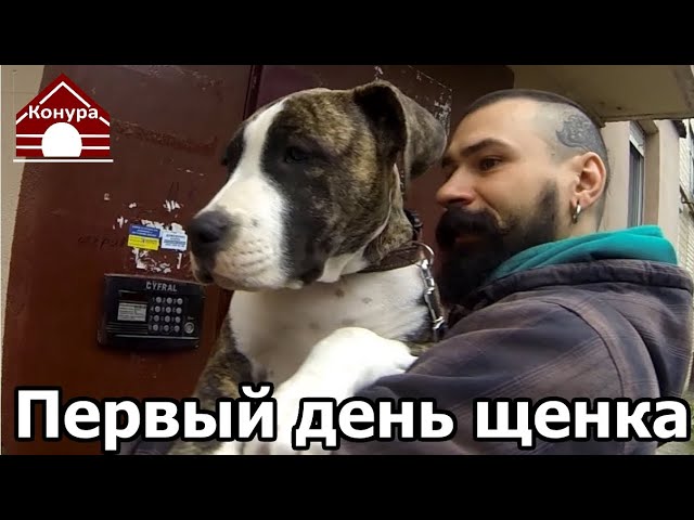 в доме появляется щенок, где