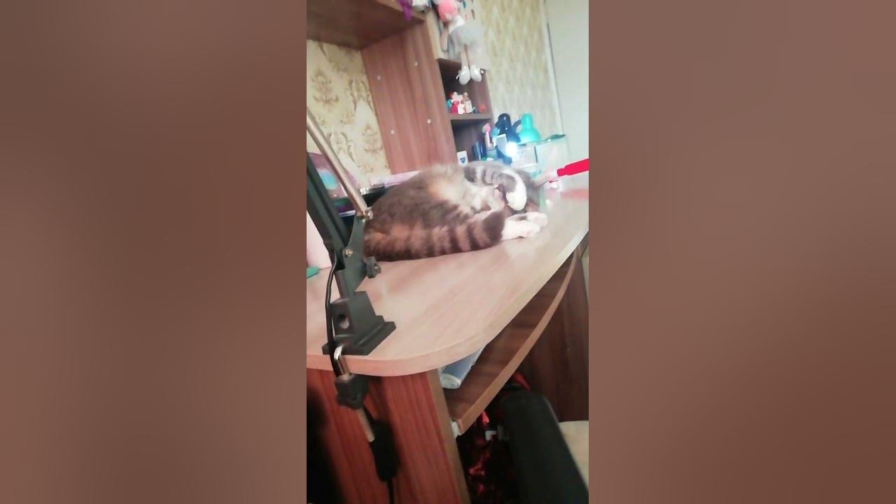 киса засмущалась🤭😂 - YouTube