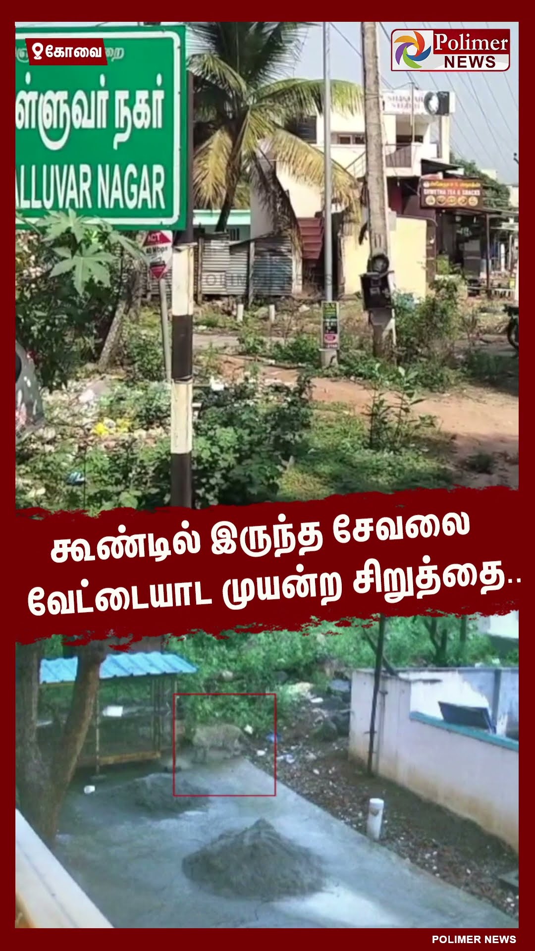 கூண்டில் இருந்த சேவலை வேட்டையாட முயன்ற சிறுத்தை.. #shorts