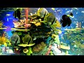 Stunning coral reef aquarium  the best relaxing music  
