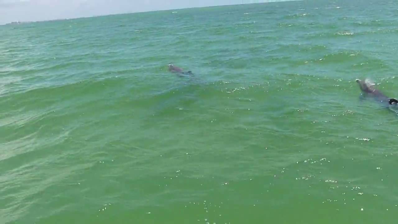 dolphin cruise fort myers