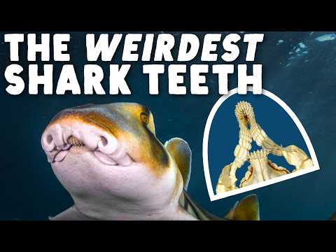 Sharkbae Leaks: A Warning For Us All