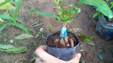 cúc vip( cúc tri kỷ) .150k/ cây.( bao ship). 0379640642..16/8/2020